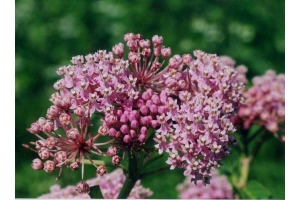 swamp milkweed.jpg