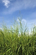 switchgrass.jpg