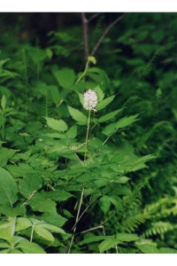 white_baneberry.jpg