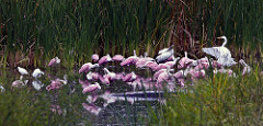 Pool of Spoonbills.jpg
