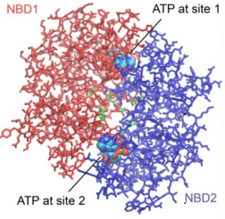 NBD1a.png