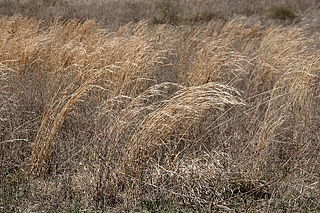 prairie_grass.JPG